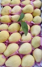 جوافة بناتي