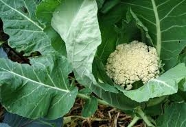 قرنبيط بلدي