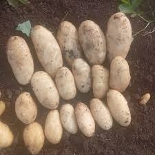 بطاطس سبونتا منصورة